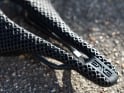 ENVE x SELLE ITALIA Sattel SLR Boost 3D Carbonio Superflow Carbon | 130 mm